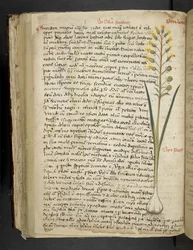 Přidejte MS 41623 f.119v 
