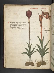 Přidejte MS 41623 f.13v A bylinný, Belluno (inkoust a barva na pergamenu)
