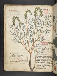 Přidejte MS 41623 f.18v A bylinný, Belluno (inkoust a barva na pergamenu)
