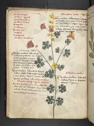Přidejte MS 41623 f.19v A bylinný, Belluno (inkoust a barva na pergamenu)
