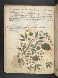 Přidejte MS 41623 f.20v A bylinný, Belluno (inkoust a barva na pergamenu)