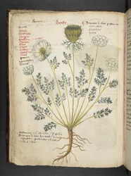 Přidejte MS 41623 f.22v A bylinný, Belluno (inkoust a barva na pergamenu)