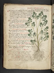 Přidejte MS 41623 f.32v 
