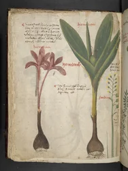 Přidejte MS 41623 f.34v 