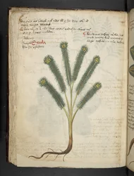 Přidejte MS 41623 f.39v 