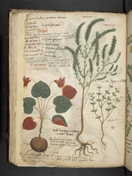 Přidejte MS 41623 f.40v 