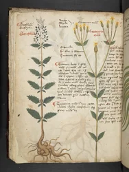 Přidejte MS 41623 f.48v 