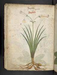 Přidejte MS 41623 f.64v 