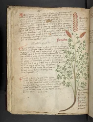 Přidejte MS 41623 f.65v 