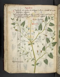 Přidejte MS 41623 f.75v 