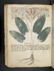 Přidejte MS 41623 f.80v 