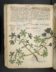 Přidejte MS 41623 f.81v De Portulaca, od 