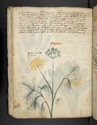 Přidejte MS 41623 f.84v Finocchio, od 