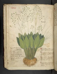 Přidejte MS 41623 f.85v 