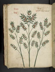 Přidejte MS 41623 f.99v 