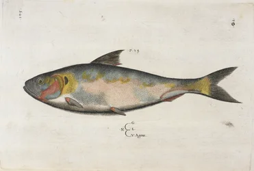 Agone, ilustrace z „Aquatilium Animalium Historiæ liber primus“, od Ippolita Salvianiho