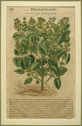 Basil, botanická deska z Discorsi od Pietra Andrea Mattioliho (1501-77) publikovaná v Benátkách, 1570