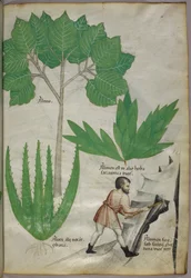 Botanická ilustrace muže se sekerou, který láme skálu za účelem těžby kamence, asi 1440 (tuš a barva na pergamenu)