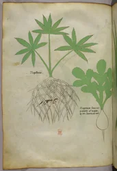 Botanická ilustrace, asi 1440 (tuš a barva na pergamenu)