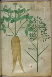 Botanická ilustrace, asi 1440 (tuš a barva na pergamenu)