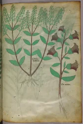 Botanická ilustrace, asi 1440 (tuš a barva na pergamenu)