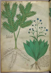 Botanická ilustrace, asi 1440 (tuš a barva na pergamenu)