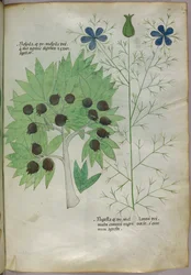 Botanická ilustrace, asi 1440 (tuš a barva na pergamenu)