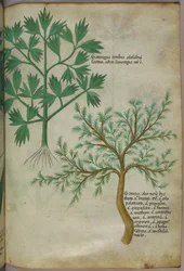 Botanická ilustrace, asi 1440 (tuš a barva na pergamenu)