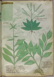 Botanická ilustrace, asi 1440 (tuš a barva na pergamenu)