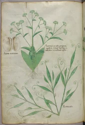 Botanická ilustrace, asi 1440 (tuš a barva na pergamenu)