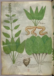 Botanická ilustrace, asi 1440 (tuš a barva na pergamenu)