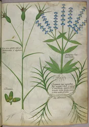 Botanická ilustrace, asi 1440 (pergamen), asi 1440 (tuš a barva na pergamenu)