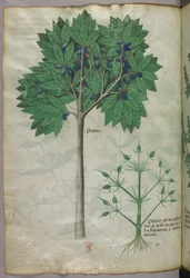 Botanická ilustrace ovocného stromu a rostliny, asi 1440 (tuš a barva na pergamenu)