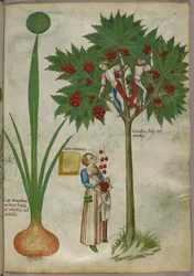 Botanická ilustrace rostliny a chlapců stojících ve větvích ovocného stromu, kteří sbírají plody a házejí je dolů ženě stojící dole, asi 1440 (tuš a barva na pergamenu)