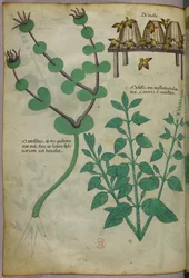 Botanická ilustrace rostlin a úlů se včelami, asi 1440 (tuš a barva na pergamenu)