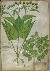 Botanická ilustrace rostlin, asi 1440 (tuš a barva na pergamenu)