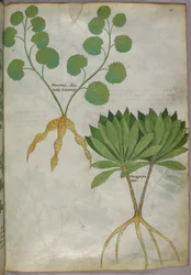 Botanická ilustrace rostlin, asi 1440 (tuš a barva na pergamenu)
