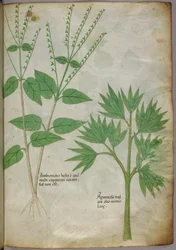 Botanická ilustrace rostlin, asi 1440 (tuš a barva na pergamenu)