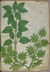 Botanická ilustrace rostlin, asi 1440 (tuš a barva na pergamenu)