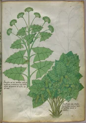 Botanická ilustrace rostlin, asi 1440 (tuš a barva na pergamenu)