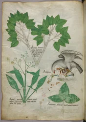 Botanická ilustrace s vyobrazením ptáka, který zabíjí svého druha, asi 1440 (tuš a barva na pergamenu)