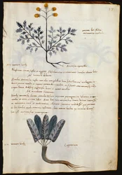 Treska. 2377 Artemisia a lapparium, léčivé rostliny z „Herbarium Apulei Platonici“ (akvarel a inkoust na pergamenu)