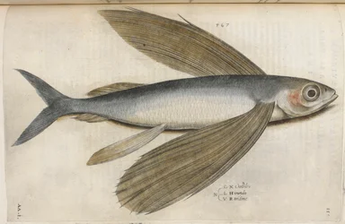 Létající ryba, ilustrace z „Aquatilium Animalium Historiæ liber primus“, od Ippolita Salvianiho