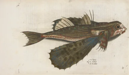 Létající ryba, ilustrace z „Aquatilium Animalium Historiæ liber primus“, od Ippolita Salvianiho