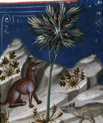 Liška a vlk, ilustrace z "Codex Justianus", 1350