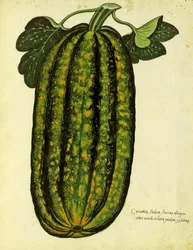 Zelená podlouhlá dýně od Ulisse Aldrovandi (1522 – 1605) deska vydaná v Piante Fiori Frutti (ručně kolorovaná rytina).