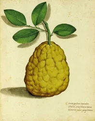 Heirloom Lemon od Ulisse Aldrovandi