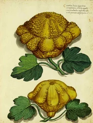 Heirloom Squash od Ulisse Aldrovandi