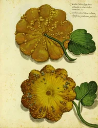 Heirloom Squash od Ulisse Aldrovandi