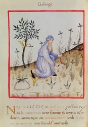 Ms 3054 f.22 Sklizeň galangalu, z „Tacuinum Sanitatis“ (vellum)